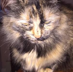 Meet your Posher, Renee